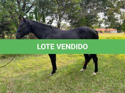LOTE 002 - NOITE CASH (EMBRIÃO À SER EVETIVADO COM GARANHÃO - DARK SAN PINE - Reg: P195494 - QM - PO)
