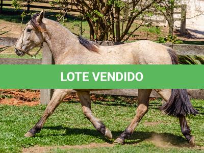 LOTE 008 - BARRO PRETO CALIFÓRNIA