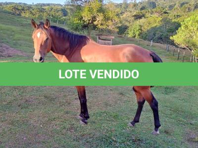 LOTE 023 - DAKOTA