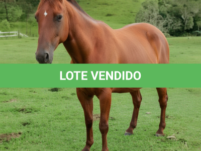 LOTE 015 - LUANA GRACE DEE