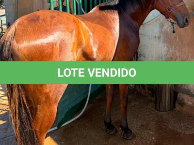 LOTE 009 - TORNADO BEN ROXO