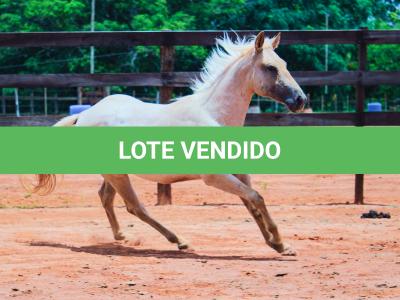 LOTE 016 - LAST BET VRA