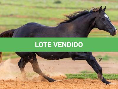 LOTE 005 - GRANITA DASH
