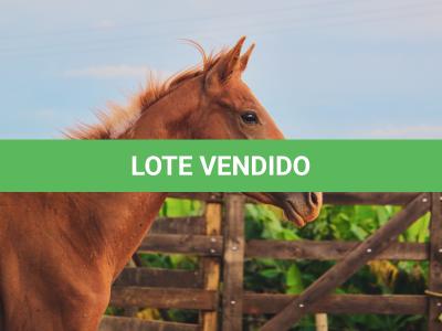 LOTE 018 - MOON OAK IN BLUE