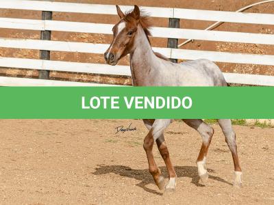 LOTE 017 - TIME WHIZ HOLLY CAT