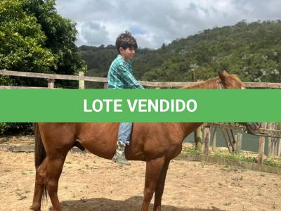LOTE 009 - KING ZANA G2