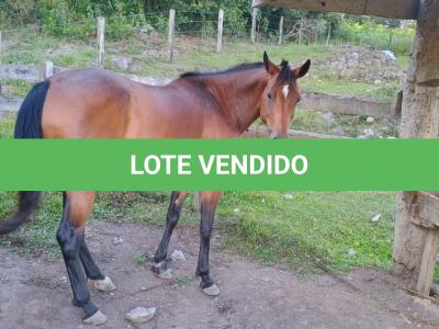 LOTE 023 - DAKOTA