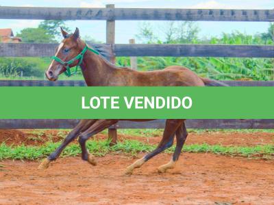 LOTE 014 - HILIGHT GOTTA GUN
