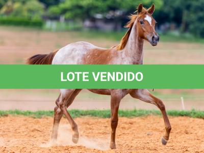 LOTE 003 - METALIC SOMEBODY WSR