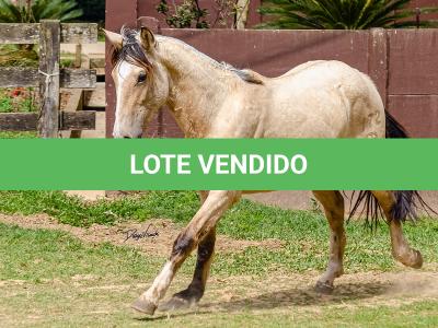 LOTE 007 - BARRO PRETO CATALUNHA
