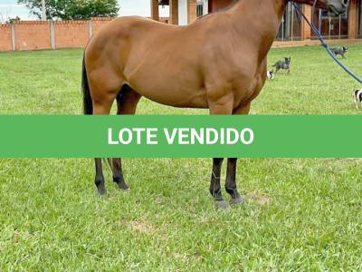 LOTE 013 - HANNA SMOKIN