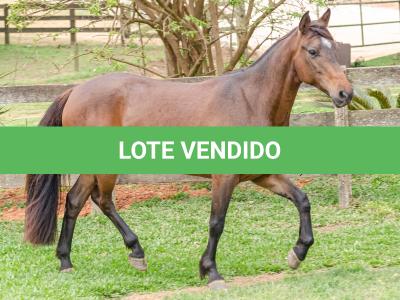 LOTE 003 - DEBOCHADA DO ESTOURO DE TROPA
