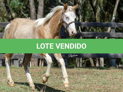 LOTE 014 - BLUE EYES FACE GUN