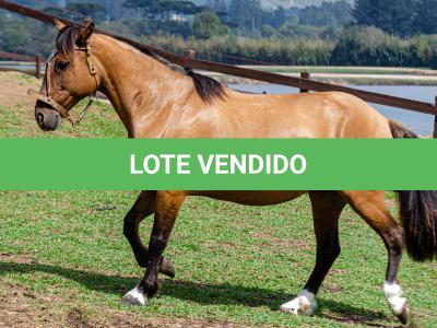 LOTE 005 - SAFIRA DA RIO BONITO