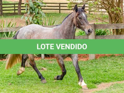 LOTE 006 - ROSA NEGRA DE SANTA CARMELITA