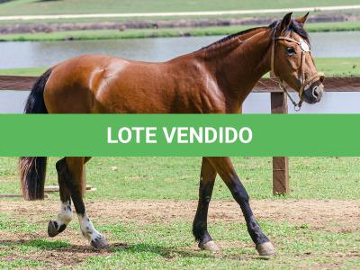 LOTE 002 - LABAREDA DA FLORÊNCIA