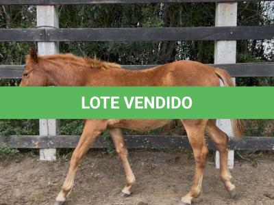 LOTE 002 - LIZ BROWN WHIZ