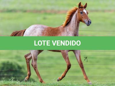 LOTE 003 - METALIC SOMEBODY WSR