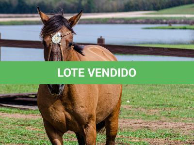 LOTE 005 - SAFIRA DA RIO BONITO
