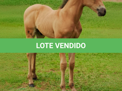 LOTE 014 - CRISTAL SMART CHEX (2x1)