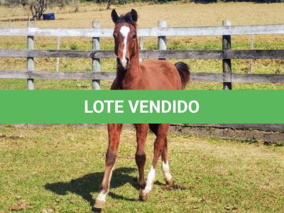 LOTE 003 - HILIGHT GOTTA GUN