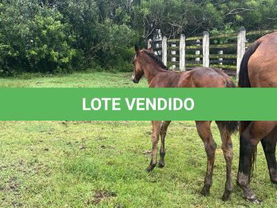 LOTE 021 - NOME A ESCOLHER (LENA DUAL HICK LCDP)