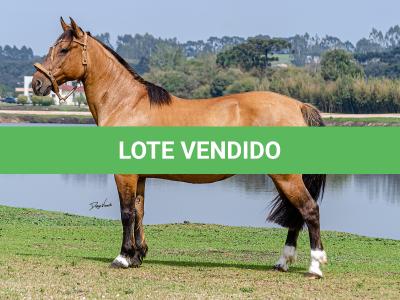 LOTE 005 - SAFIRA DA RIO BONITO