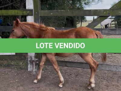 LOTE 002 - LIZ BROWN WHIZ