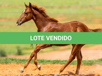 LOTE 004 - TIME TO HEAVESN WSR