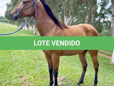 LOTE 013 - HANNA SMOKIN