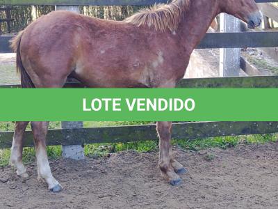LOTE 005 - LORD DUAL PISTOL MG2