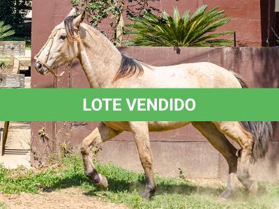 LOTE 008 - BARRO PRETO CALIFÓRNIA