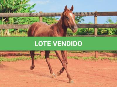 LOTE 017 - JACK FLYER