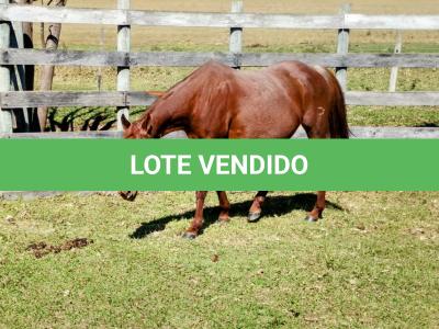 LOTE 011 - REYCIS CHOICE