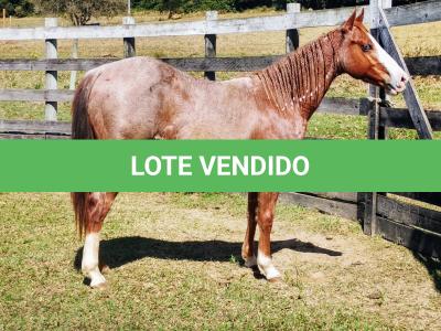 LOTE 006 - REYCIS GUNNER WHIZ