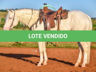 LOTE 002 - NOITE CASH (EMBRIÃO À SER EVETIVADO COM GARANHÃO - DARK SAN PINE - Reg: P195494 - QM - PO)