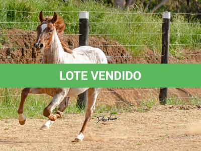 LOTE 017 - TIME WHIZ HOLLY CAT