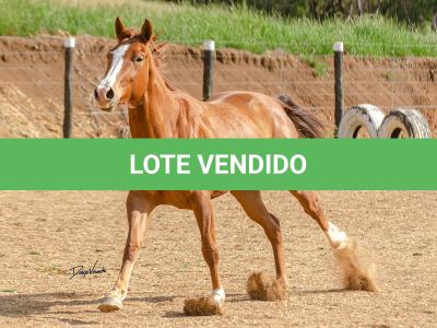 LOTE 015 - DINA ROOSTERS GUN