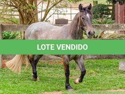 LOTE 006 - ROSA NEGRA DE SANTA CARMELITA