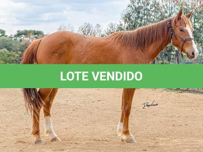LOTE 015 - DINA ROOSTERS GUN