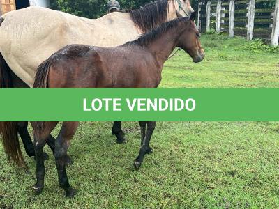 LOTE 019 - NOME A ESCOLHER (POCO MELODYS MG2)