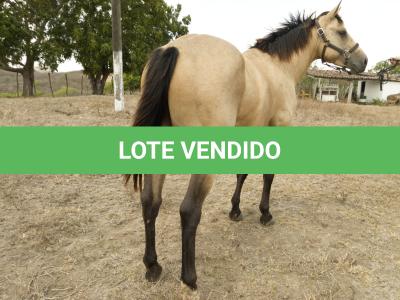 LOTE 008 - THUNDER BRIAN RMJ