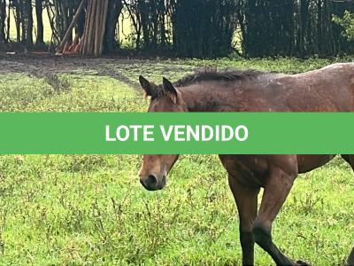 LOTE 019 - NOME A ESCOLHER (POCO MELODYS MG2)