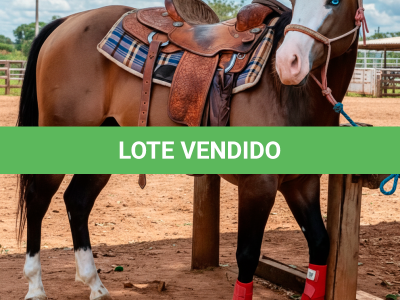 LOTE 016 - GAIA LITTLE DOC (3x1 • P+ HILIGHT GUN)
