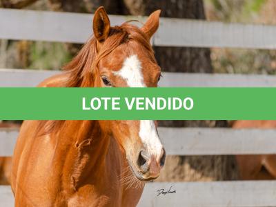LOTE 015 - DINA ROOSTERS GUN