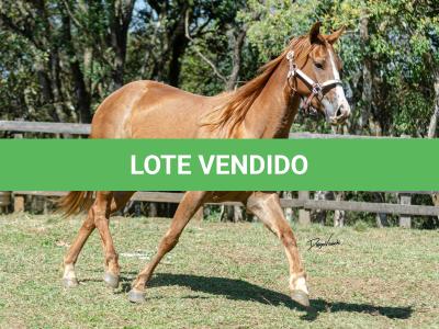 LOTE 016 - CD BEAVERZITA