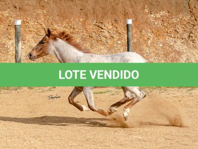 LOTE 017 - TIME WHIZ HOLLY CAT