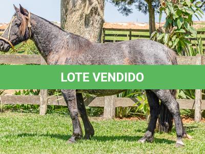 LOTE 010 - CAMPERA DA MARCA ANTIGA