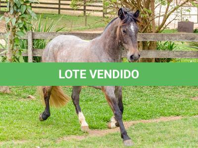 LOTE 006 - ROSA NEGRA DE SANTA CARMELITA