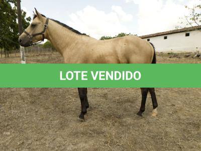 LOTE 008 - THUNDER BRIAN RMJ